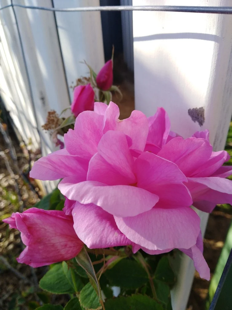quatre saison